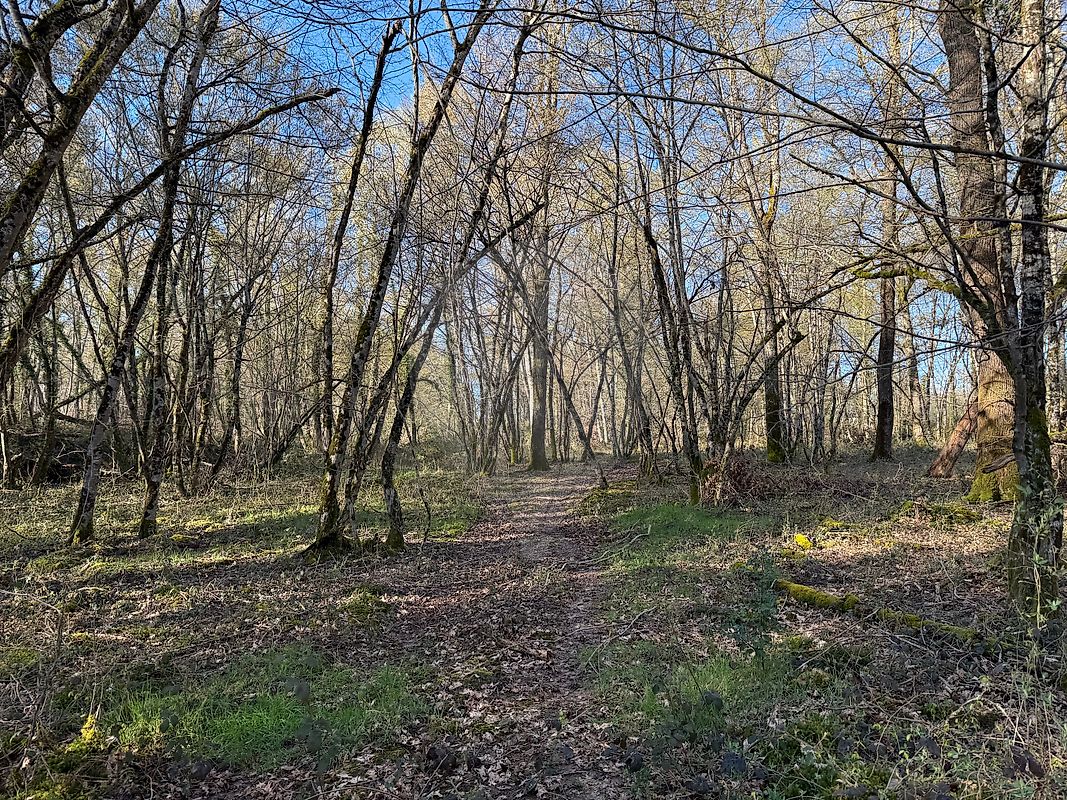 Terrain à vendre - Cercy-la-Tour · 15 000 €