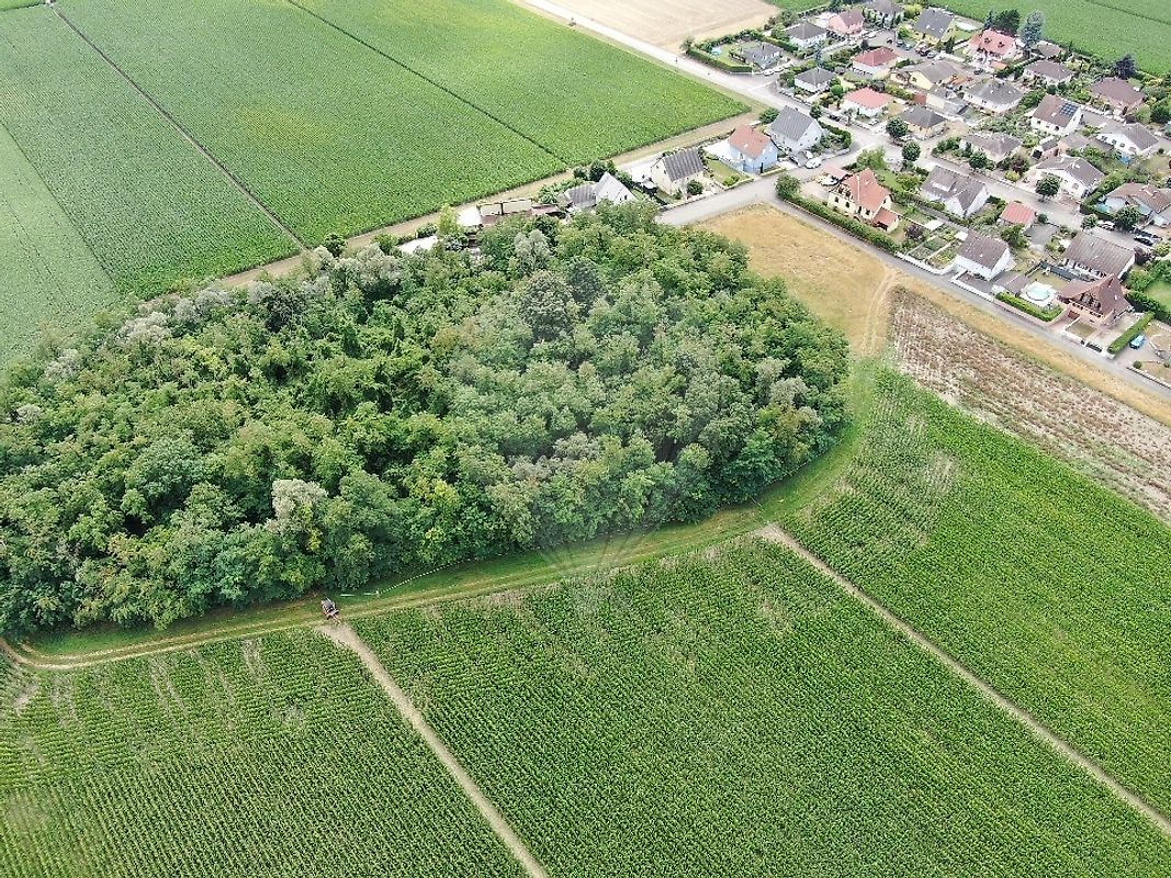 Terrain à vendre - Algolsheim · 83 520 €
