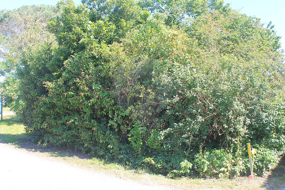 Terrain à vendre - Rions · 91 200 €